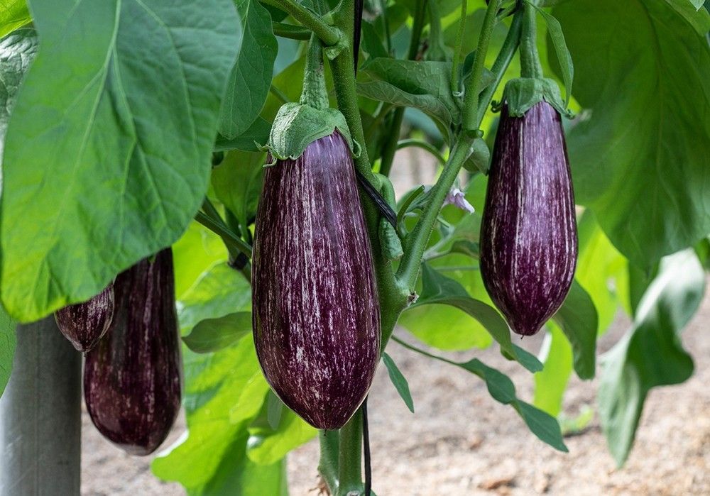Berenjena Morada Intensa