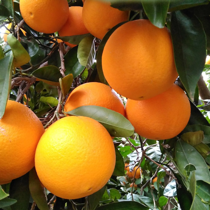 Naranjas Navel para Zumo