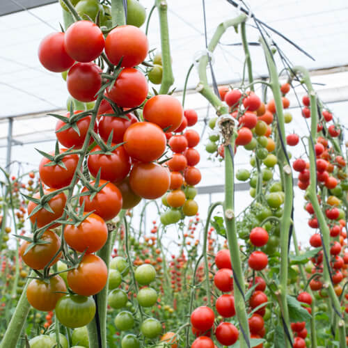 Tomates de Rama Ecológicos